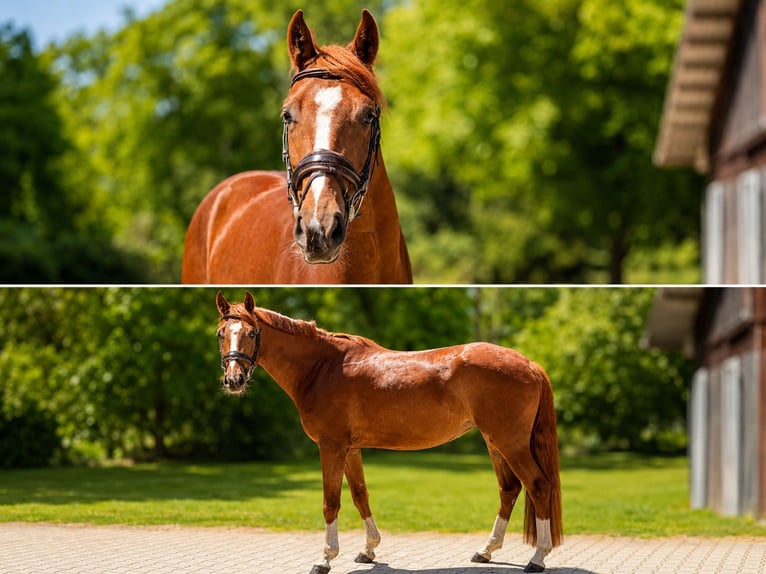 Warmblood suizo Yegua 4 años 162 cm Alazán-tostado in Götighofen