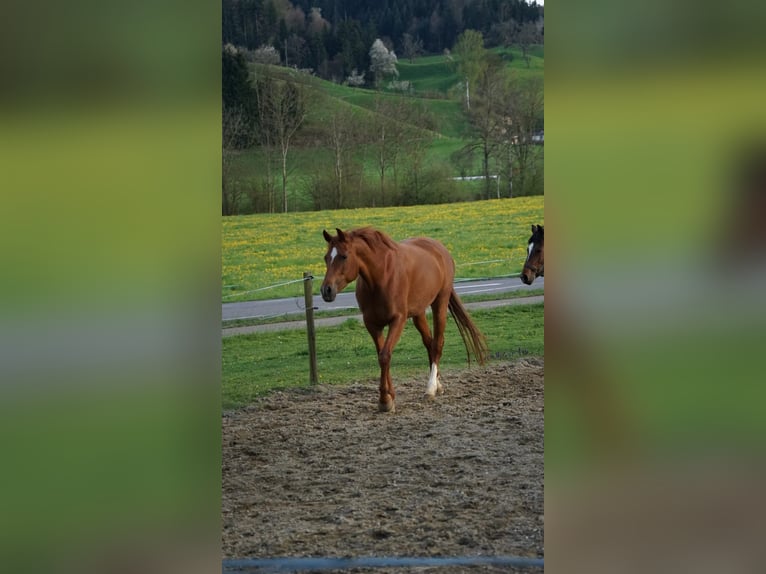 Warmblood suizo Yegua 4 años 165 cm Alazán in Hofstatt