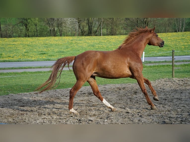 Warmblood suizo Yegua 4 años 165 cm Alazán in Hofstatt