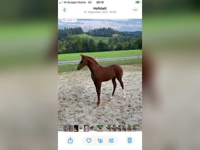 Warmblood suizo Yegua 4 años 165 cm Alazán in Hofstatt