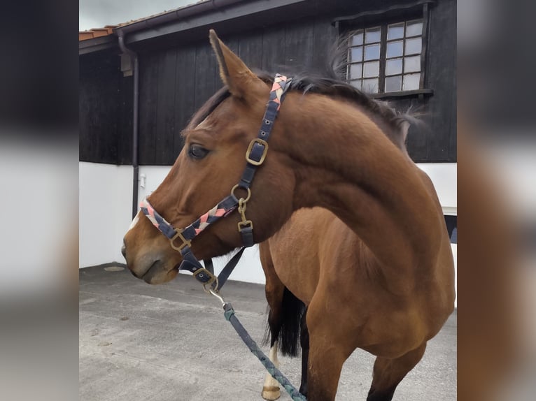 Warmblood suizo Yegua 5 años 170 cm Castaño in La Chaux-de-Fonds