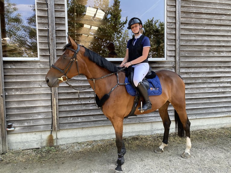Warmblood suizo Yegua 6 años 165 cm Castaño in Hintermoos