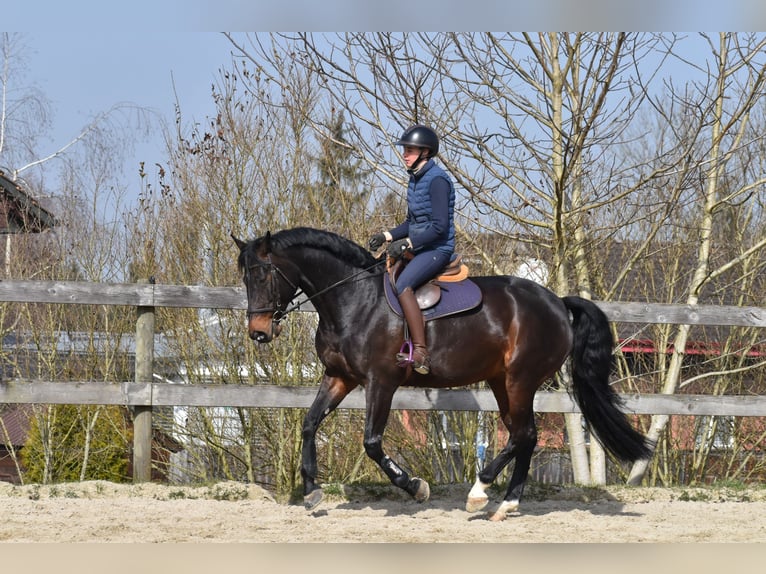 Warmblood suizo Yegua 7 años 165 cm Castaño oscuro in St. Pelagiberg
