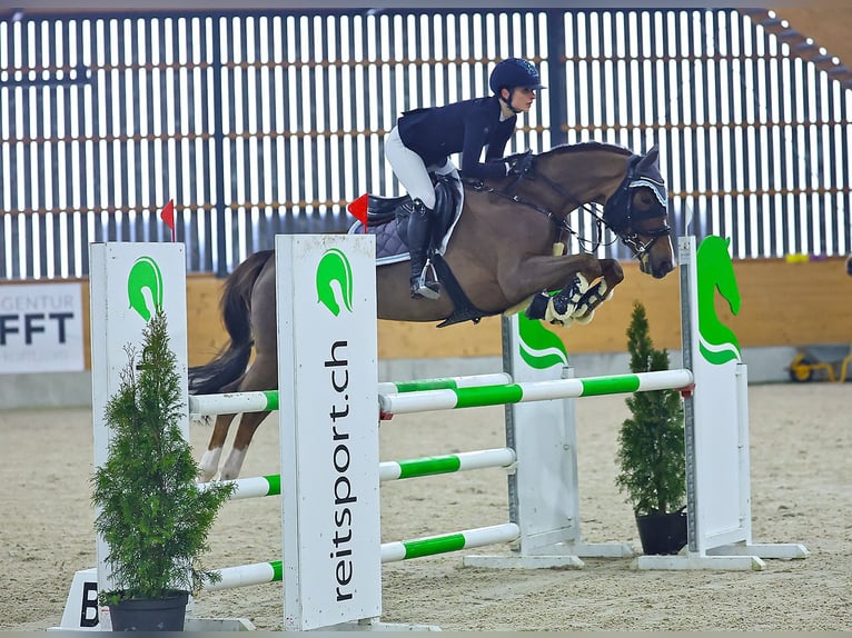 Warmblood suizo Yegua 8 años 162 cm Alazán-tostado in Schaffhausen