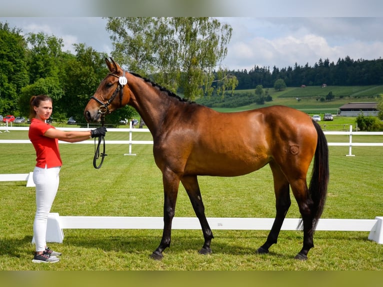 Warmblood suizo Yegua 8 años 170 cm  in Thurgau