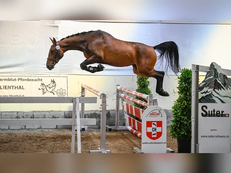 Warmblood suizo Yegua 8 años 170 cm  in Thurgau