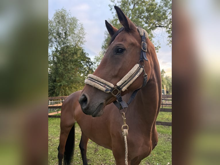 Warmblood suizo Yegua 8 años 172 cm Castaño in Bassecourt