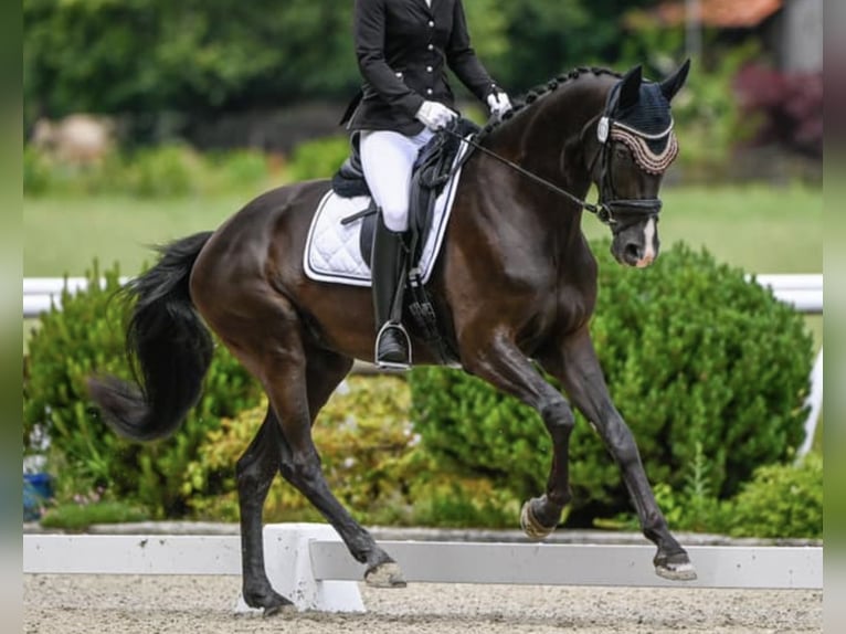 Warmblood suizo Yegua 8 años Castaño oscuro in Fehraltorf