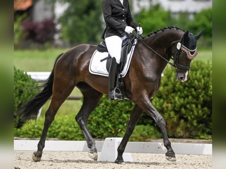 Warmblood suizo Yegua 8 años Castaño oscuro in Fehraltorf