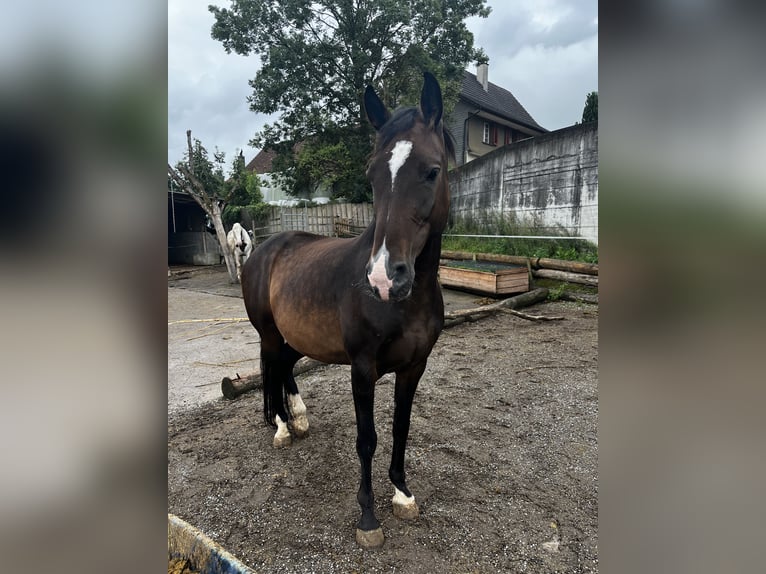 Warmblood suizo Yegua 9 años 165 cm Castaño oscuro in Braunau