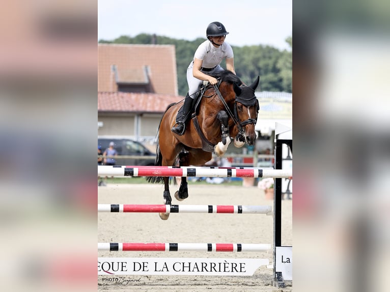 Warmblood suizo Yegua 9 años 172 cm Castaño in Zielebach