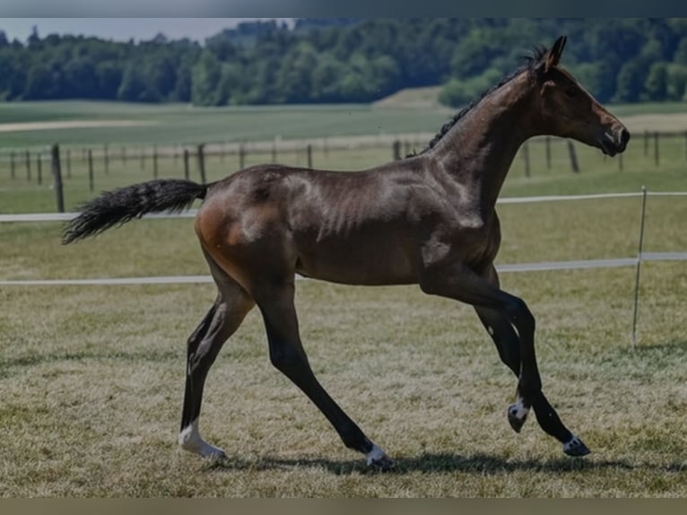 Warmblood suizo Yegua Potro (03/2026) Castaño in Bertschikon (Gossau ZH)