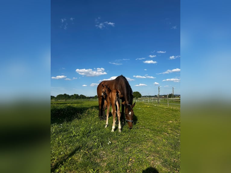 Warmblood suizo Yegua  Castaño in Kyburg-Buchegg
