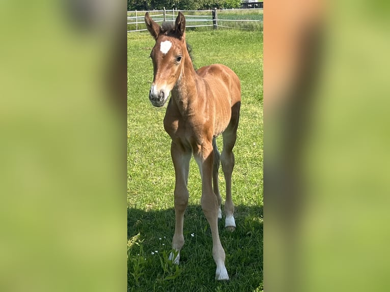 Warmblood suizo Yegua  Castaño in Kyburg-Buchegg