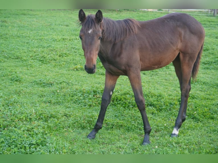 Warmblood suizo Yegua Potro (03/2025) Castaño oscuro in K&#xFC;nten