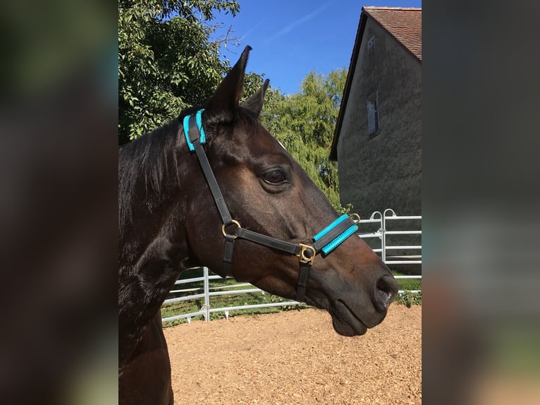 Warmblutstute, Hibiskus-Tochter, sucht erfahrenen Reiter