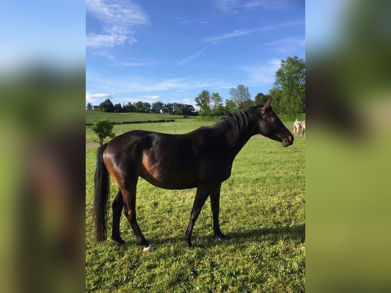 Warmblutstute, Hibiskus-Tochter, sucht erfahrenen Reiter