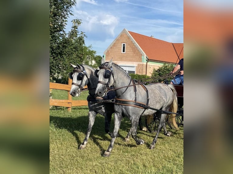 Węgierski koń sportowy Klacz 10 lat 153 cm Siwa in Tass