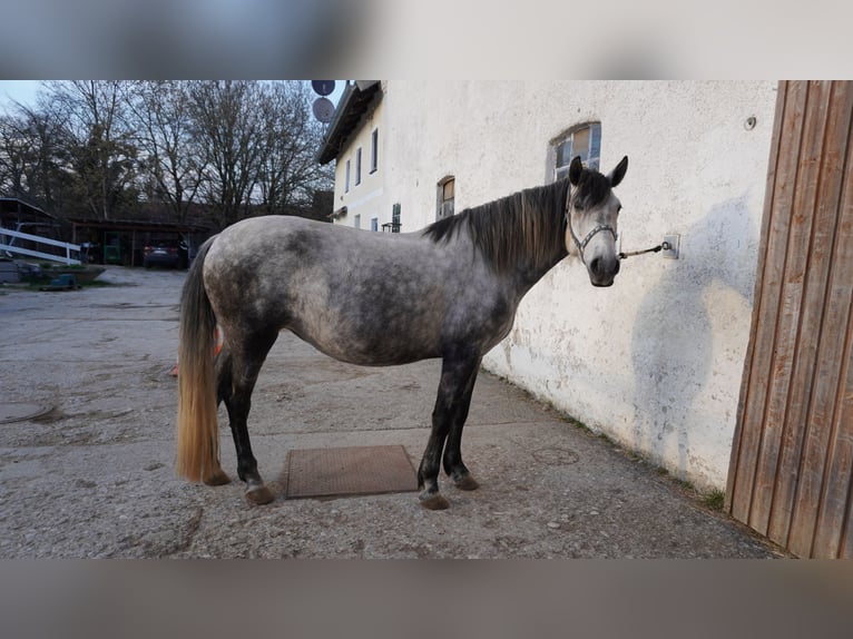 Węgierski koń sportowy Klacz 10 lat 155 cm Siwa in Gauting