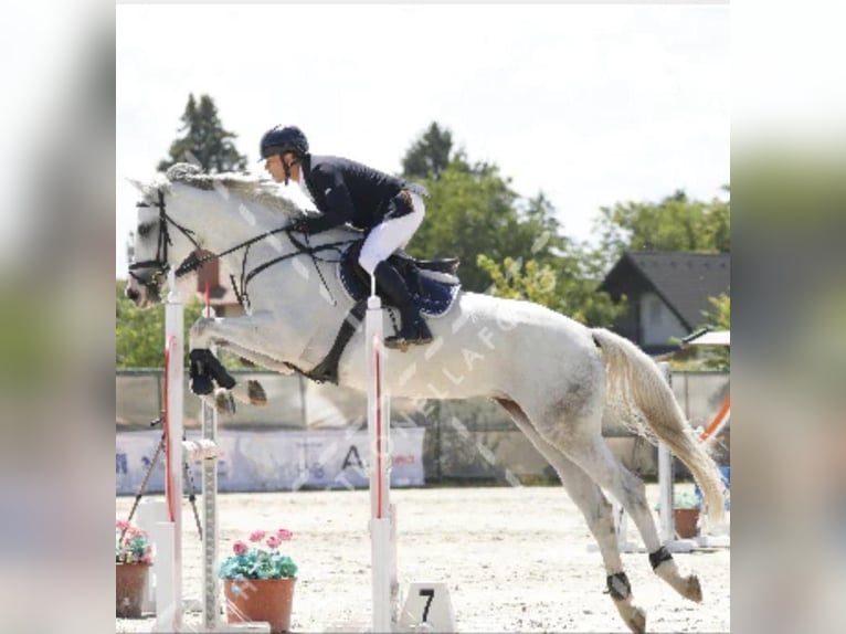 Węgierski koń sportowy Klacz 10 lat 165 cm Siwa in Tass