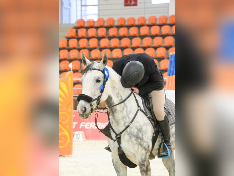 Węgierski koń sportowy Klacz 10 lat 168 cm Siwa jabłkowita in Athens,