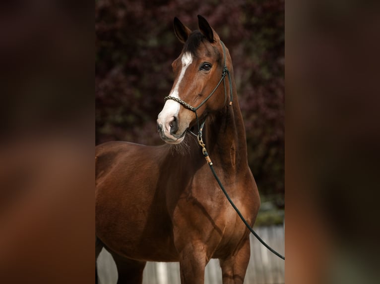 Węgierski koń sportowy Klacz 10 lat 172 cm Gniada in Debant