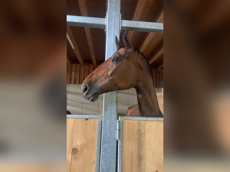 Węgierski koń sportowy Klacz 10 lat 183 cm Gniada in Kirchberg in Tirol