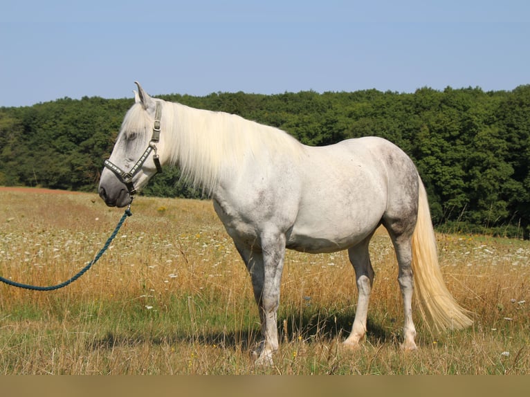 Węgierski koń sportowy Mix Klacz 11 lat 150 cm Siwa in Hundsbach