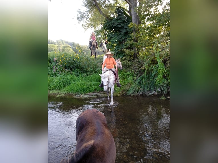 Węgierski koń sportowy Mix Klacz 11 lat 150 cm Siwa in Hundsbach