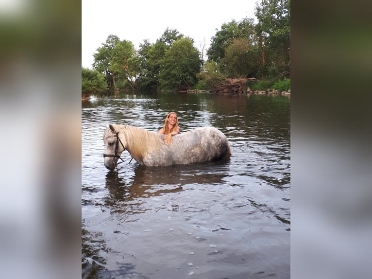 Węgierski koń sportowy Mix Klacz 11 lat 150 cm Siwa in Hundsbach