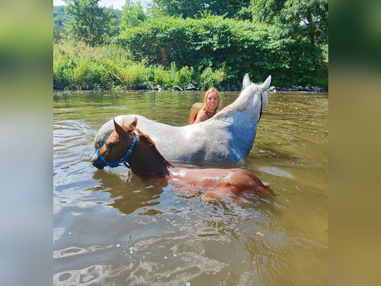 Węgierski koń sportowy Mix Klacz 11 lat 150 cm Siwa in Hundsbach