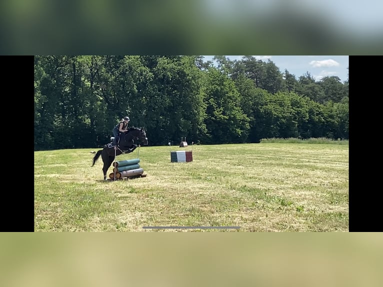 Węgierski koń sportowy Klacz 11 lat 166 cm Kara in Tragwein