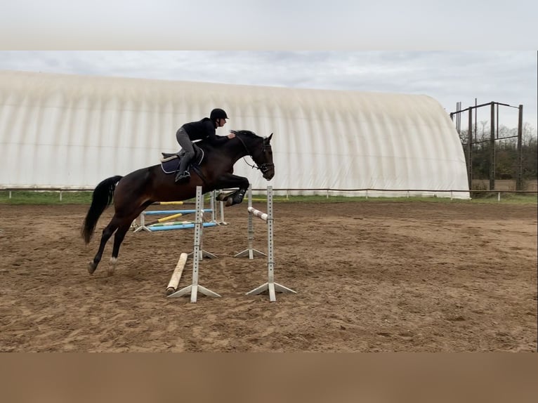 Węgierski koń sportowy Klacz 11 lat 168 cm in Gödöllő