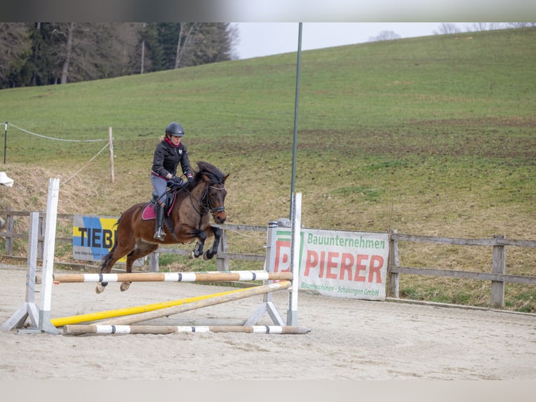Węgierski koń sportowy Klacz 12 lat 130 cm Gniada in FeistritzbergLangenwang