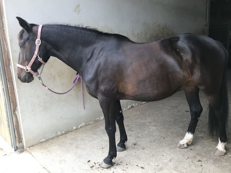 Węgierski koń sportowy Mix Klacz 12 lat 149 cm Skarogniada in Konstanz