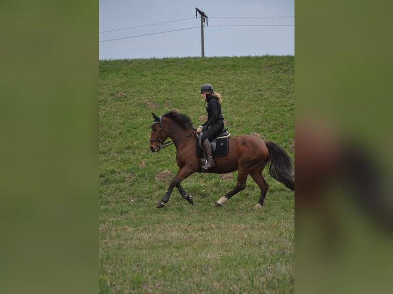 Węgierski koń sportowy Klacz 12 lat 154 cm Gniada in Heidesheim am Rhein