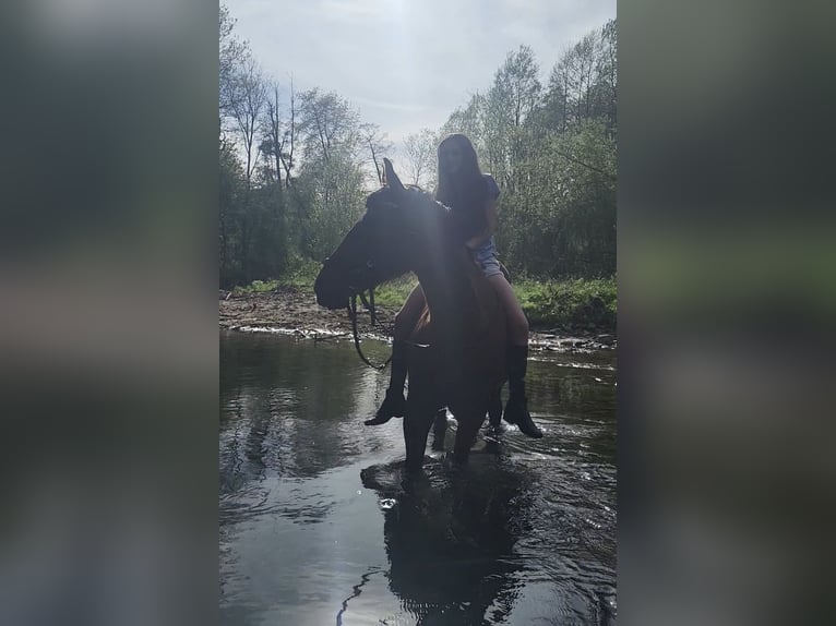 Węgierski koń sportowy Mix Klacz 13 lat 153 cm Gniada in Schwanberg
