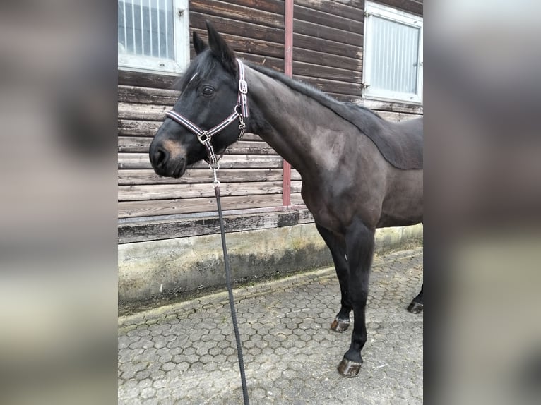 Węgierski koń sportowy Klacz 13 lat 163 cm Ciemnogniada in Lottstetten