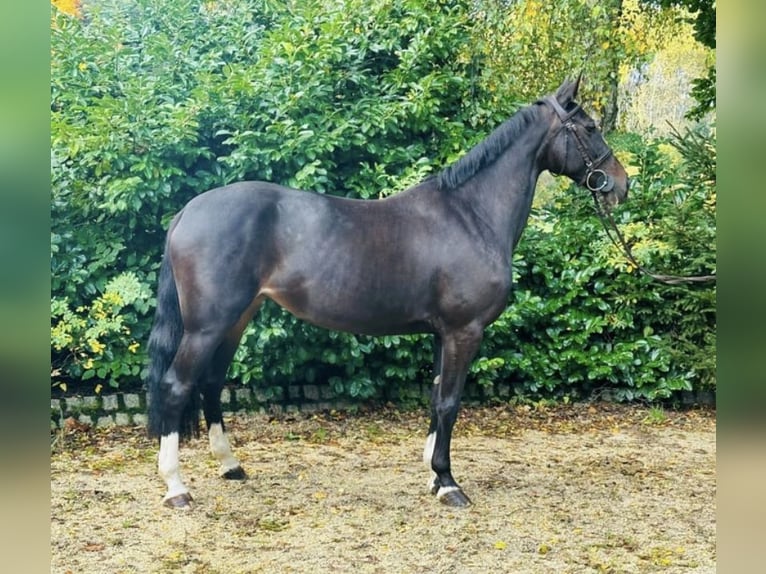 Węgierski koń sportowy Klacz 13 lat 163 cm Ciemnogniada in Wadern