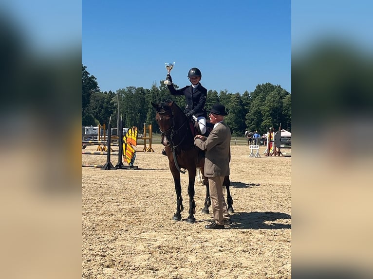 Węgierski koń sportowy Klacz 13 lat 170 cm Gniada in Pannonhalma