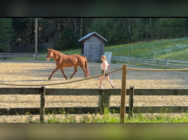 Węgierski koń sportowy Klacz 14 lat 154 cm Kasztanowata in Bludenz