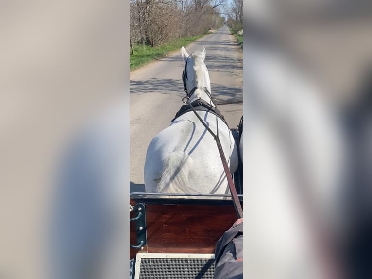 Węgierski koń sportowy Klacz 15 lat 165 cm Biała in Tass