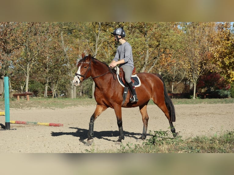 Węgierski koń sportowy Klacz 15 lat 166 cm Gniada in Szentes