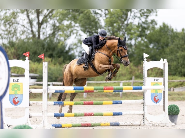 Węgierski koń sportowy Klacz 15 lat Ciemnokasztanowata in Székesfehérvár