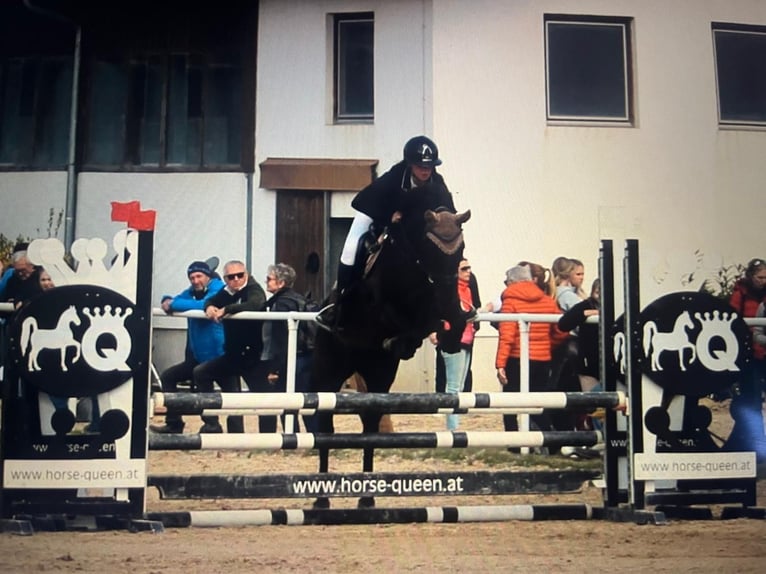 Węgierski koń sportowy Klacz 16 lat 146 cm Kara in Gleißenfeld