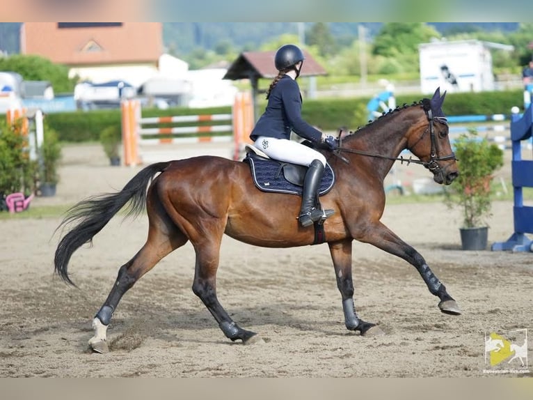 Węgierski koń sportowy Klacz 17 lat 172 cm Gniada in Zeltweg