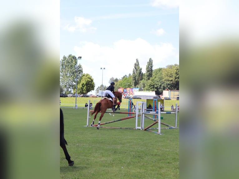 Węgierski koń sportowy Klacz 17 lat 172 cm Kasztanowata in Walkendorf