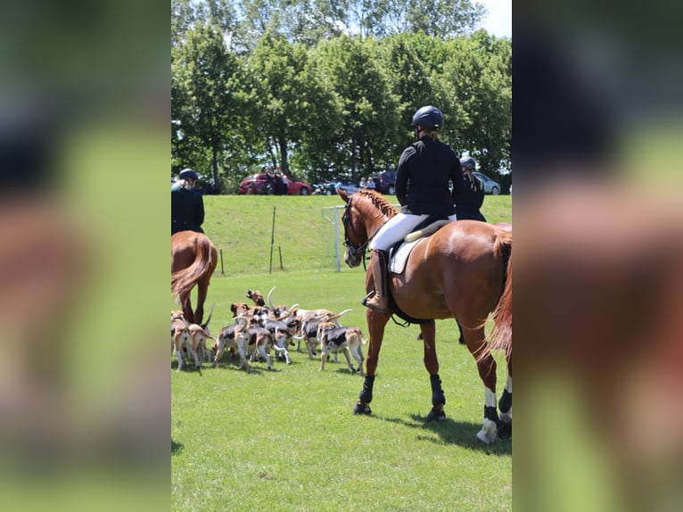 Węgierski koń sportowy Klacz 17 lat 172 cm Kasztanowata in Walkendorf