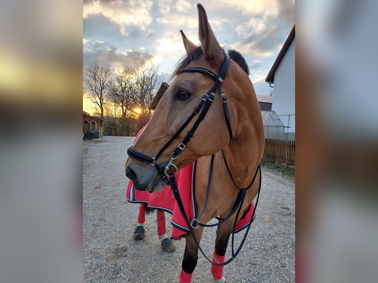 Węgierski koń sportowy Klacz 21 lat 170 cm Bułana in Osterhofen