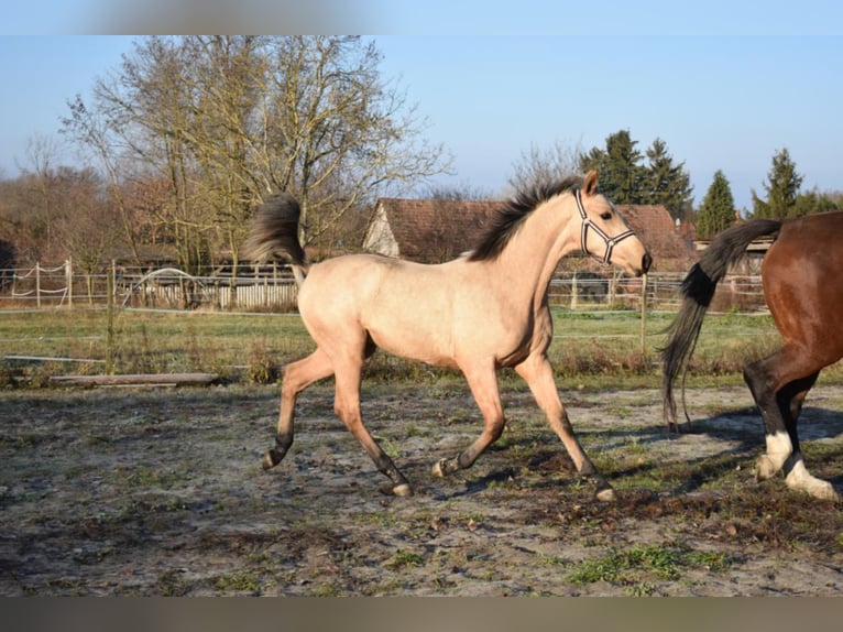 Węgierski koń sportowy Klacz 3 lat 158 cm Jelenia in Marcali